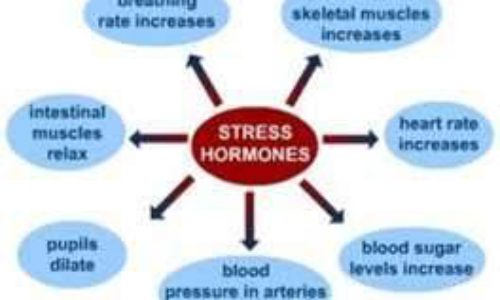 Stress contributes to 90% of the diseases we suffer from today